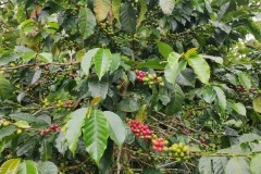 ripening coffee